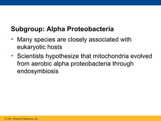 Subgroup: Alpha Proteobacteria
• Many species are closely associated with
eukaryotic hosts
• Scientists hypothesize that mitochondria evolved
from aerobic alpha proteobacteria through
endosymbiosis
© 2011 Pearson Education, Inc.
 