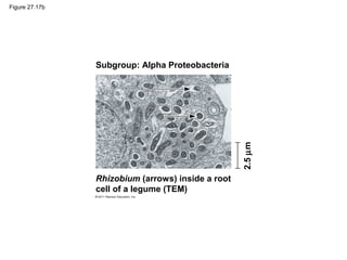 Figure 27.17b
Subgroup: Alpha Proteobacteria
Rhizobium (arrows) inside a root
cell of a legume (TEM)
2.5µm
 