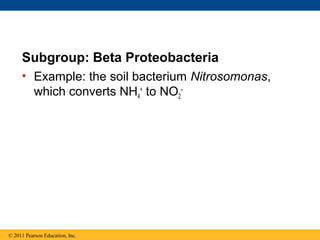 Subgroup: Beta Proteobacteria
• Example: the soil bacterium Nitrosomonas,
which converts NH4
+
to NO2
–
© 2011 Pearson Education, Inc.
 