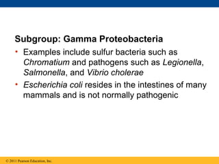 Subgroup: Gamma Proteobacteria
• Examples include sulfur bacteria such as
Chromatium and pathogens such as Legionella,
Salmonella, and Vibrio cholerae
• Escherichia coli resides in the intestines of many
mammals and is not normally pathogenic
© 2011 Pearson Education, Inc.
 