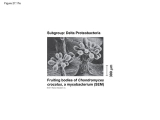 Figure 27.17e
Subgroup: Delta Proteobacteria
300µm
Fruiting bodies of Chondromyces
crocatus, a myxobacterium (SEM)
 