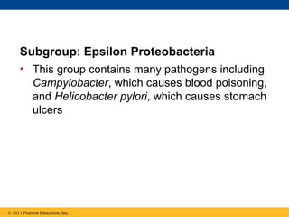 Subgroup: Epsilon Proteobacteria
• This group contains many pathogens including
Campylobacter, which causes blood poisoning,
and Helicobacter pylori, which causes stomach
ulcers
© 2011 Pearson Education, Inc.
 
