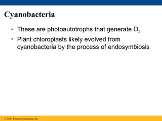 Cyanobacteria
• These are photoautotrophs that generate O2
• Plant chloroplasts likely evolved from
cyanobacteria by the process of endosymbiosis
© 2011 Pearson Education, Inc.
 