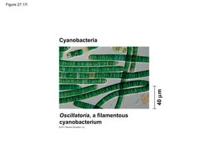 Figure 27.17i
40µm
Oscillatoria, a filamentous
cyanobacterium
Cyanobacteria
 