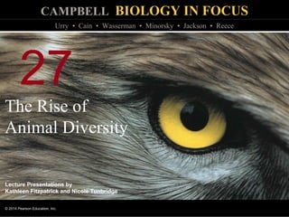 CAMPBELL BIOLOGY IN FOCUS
© 2014 Pearson Education, Inc.
Urry • Cain • Wasserman • Minorsky • Jackson • Reece
Lecture Presentations by
Kathleen Fitzpatrick and Nicole Tunbridge
27
The Rise of
Animal Diversity
 