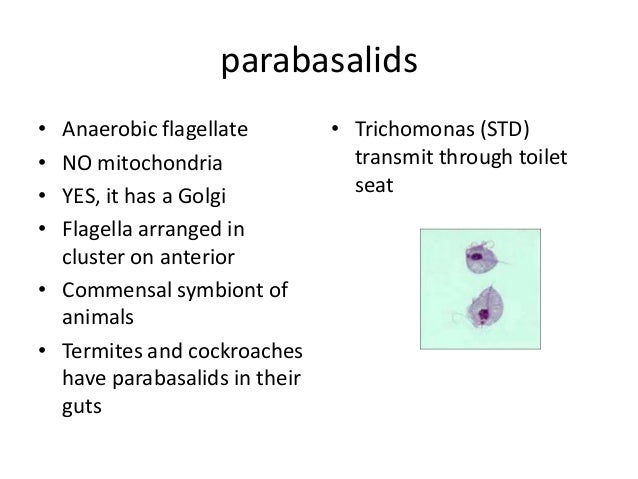27 lecture protists! 27 lecture protists!
