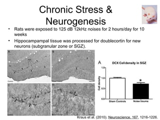 Chronic Stress &
                 Neurogenesis
•   Rats were exposed to 125 dB 12kHz noises for 2 hours/day for 10
    weeks
•   Hippocampampal tissue was processed for doublecortin for new
    neurons (subgranular zone or SGZ).




                                                                        *



                                  Kraus et al. (2010). Neuroscience, 167, 1216-1226.
 