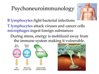 Psychoneuroimmunology

B lymphocytes fight bacterial infections
T lymphocytes attack viruses and cancer cells
microphages ingest foreign substances
  During stress, energy is mobilized away from
    the immune system making it vulnerable.
 