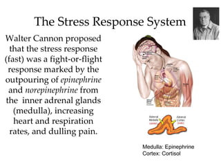 The Stress Response System
Walter Cannon proposed
  that the stress response
(fast) was a fight-or-flight
 response marked by the
outpouring of epinephrine
 and norepinephrine from
the inner adrenal glands
   (medulla), increasing
   heart and respiration
  rates, and dulling pain.
                               Medulla: Epinephrine
                               Cortex: Cortisol
 