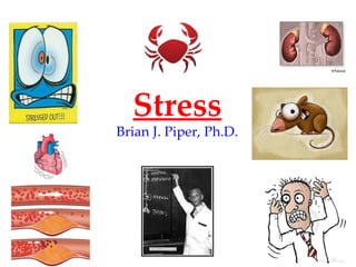 Stress
Brian J. Piper, Ph.D.
 