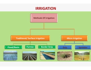 IRRIGATION
Methods Of Irrigation
Traditional/ Surface Irrigation Micro Irrigationg
Flood/Basin Furrow Border Strip
g
Drip Sprinklerp p
 