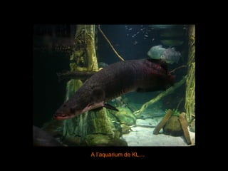 A l’aquarium de KL… 