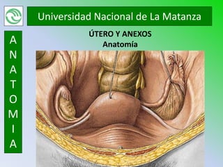 Universidad Nacional de La Matanza
              ÚTERO Y ANEXOS
A                Anatomía
N
A
T
O
M
I
A
 