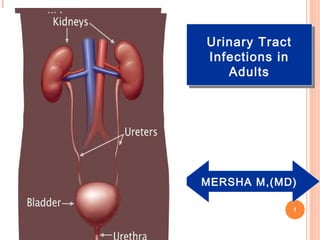 MERSHA M,(MD)
Urinary Tract
Infections in
Adults
1
 