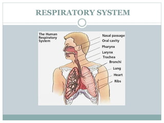 structure of respiratory system