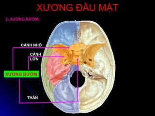 XƯƠNG ĐẦU MẶTXƯƠNG ĐẦU MẶT
XƯƠNG BƯỚMXƯƠNG BƯỚM
CÁNH NHỎ
CÁNH
LỚN
THÂN
2- XƯƠNG BƯỚM:
 