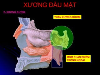 XƯƠNG ĐẦU MẶTXƯƠNG ĐẦU MẶT
2- XƯƠNG BƯỚM:
THÂN XƯƠNG BƯỚMTHÂN XƯƠNG BƯỚM
MÕM CHÂN BƯỚM
TRONG NGOÀI
MÕM CHÂN BƯỚM
TRONG NGOÀI
 
