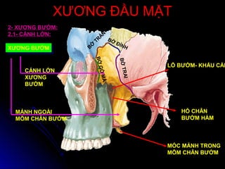 XƯƠNG ĐẦU MẶTXƯƠNG ĐẦU MẶT
XƯƠNG BƯỚMXƯƠNG BƯỚM
MẢNH NGOÀI
MÕM CHÂN BƯỚM
CÁNH LỚN
XƯƠNG
BƯỚM
MÓC MẢNH TRONG
MÕM CHÂN BƯỚM
HỐ CHÂN
BƯỚM HÀM
LỖ BƯỚM- KHẨU CÁI
2- XƯƠNG BƯỚM:
2.1- CÁNH LỚN:
BỜ ĐỈNH
BỜTRAI
B
Ờ
TR
ÁN
BỜGÒMÁ
 