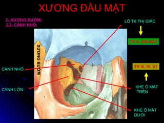 XƯƠNG ĐẦU MẶTXƯƠNG ĐẦU MẶT
2- XƯƠNG BƯỚM:
2.2- CÁNH NHỎ:
XƯƠNGBƯỚM
CÁNH NHỎ
CÁNH LỚN
KHE Ổ MẮT
TRÊN
LỖ TK THỊ GIÁC
KHE Ổ MẮT
DƯỚI
TK III, IV, V1
TK II- ĐM MẮTTK II- ĐM MẮT
 