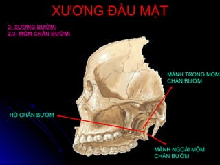 XƯƠNG ĐẦU MẶTXƯƠNG ĐẦU MẶT
2- XƯƠNG BƯỚM:
2.3- MÕM CHÂN BƯỚM:
HỐ CHÂN BƯỚM
MẢNH TRONG MÕM
CHÂN BƯỚM
MẢNH NGOÀI MÕM
CHÂN BƯỚM
 