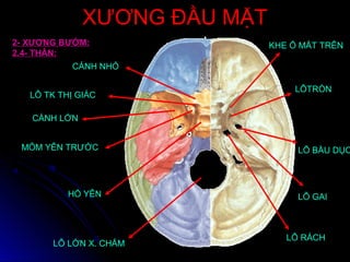 XƯƠNG ĐẦU MẶTXƯƠNG ĐẦU MẶT
KHE Ổ MẮT TRÊN
CÁNH NHỎ
LỖ TK THỊ GIÁC
CÁNH LỚN
MÕM YÊN TRƯỚC
HỐ YÊN
LỖ LỚN X. CHẨM
LỖ RÁCH
LỖTRÒN
LỖ GAI
LỖ BẦU DỤC
2- XƯƠNG BƯỚM:
2.4- THÂN:
 