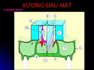 XƯƠNG ĐẦU MẶTXƯƠNG ĐẦU MẶT
3- XƯƠNG SÀNG:
 