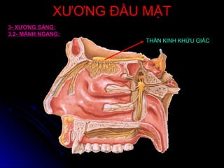 XƯƠNG ĐẦU MẶTXƯƠNG ĐẦU MẶT
3- XƯƠNG SÀNG:
3.2- MẢNH NGANG:
THẦN KINH KHỨU GIÁC
 
