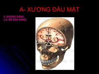 A- XƯƠNG ĐẦU MẶTA- XƯƠNG ĐẦU MẶT
3- XƯƠNG SÀNG:
3.3- MÊ ĐẠO SÀNG:
 