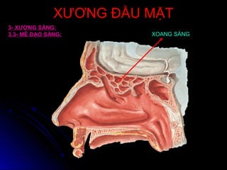 XƯƠNG ĐẦU MẶTXƯƠNG ĐẦU MẶT
3- XƯƠNG SÀNG:
3.3- MÊ ĐẠO SÀNG: XOANG SÀNG
 