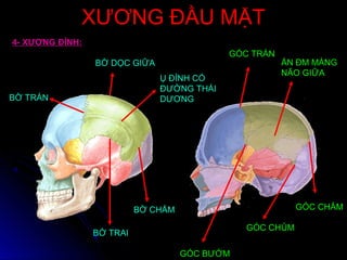 XƯƠNG ĐẦU MẶTXƯƠNG ĐẦU MẶT
BỜ TRÁN
BỜ CHẨM
BỜ TRAI
BỜ DỌC GIỮA
Ụ ĐỈNH CÓ
ĐƯỜNG THÁI
DƯƠNG
GÓC TRÁN
GÓC CHẨM
GÓC CHỦM
GÓC BƯỚM
ẤN ĐM MÀNG
NÃO GIỮA
4- XƯƠNG ĐỈNH:
 