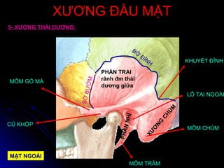 XƯƠNG ĐẦU MẶTXƯƠNG ĐẦU MẶT
XƯ
Ơ
NG
CHỦM
PHẦN TRAI
rãnh đm thái
dương giữa
PHẦNNHĨ
MÕM GÒ MÁ
CỦ KHỚP
BỜ
ĐỈNH
BỜBƯỚM
KHUYẾT ĐỈNH
MẶT NGOÀIMẶT NGOÀI
LỖ TAI NGOÀI
MÕM CHỦM
MÕM TRÂM
5- XƯƠNG THÁI DƯƠNG:
 