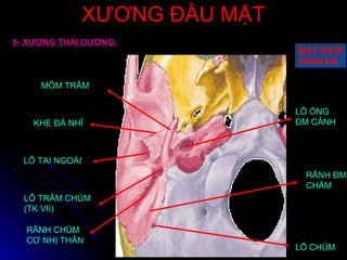 XƯƠNG ĐẦU MẶTXƯƠNG ĐẦU MẶT
MẶT DƯỚI
PHẦN ĐÁ
MẶT DƯỚI
PHẦN ĐÁ
MÕM TRÂM
KHE ĐÁ NHĨ
LỖ TAI NGOÀI
LỖ TRÂM CHỦM
(TK VII)
RÃNH CHỦM
CƠ NHỊ THÂN
LỖ ỐNG
ĐM CẢNH
LỖ CHỦM
RÃNH ĐM
CHẨM
5- XƯƠNG THÁI DƯƠNG:
 