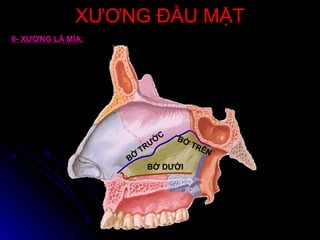 XƯƠNG ĐẦU MẶTXƯƠNG ĐẦU MẶT
6- XƯƠNG LÁ MÍA:
BỜ DƯỚI
BỜ
TRƯỚ
C BỜ TRÊN
 