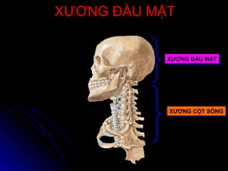 XƯƠNG ĐẦU MẶTXƯƠNG ĐẦU MẶT
XƯƠNG ĐẦU MẶTXƯƠNG ĐẦU MẶT
XƯƠNG CỘT SỐNGXƯƠNG CỘT SỐNG
 