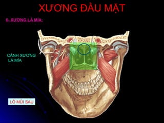 XƯƠNG ĐẦU MẶTXƯƠNG ĐẦU MẶT
6- XƯƠNG LÁ MÍA:
CÁNH XƯƠNG
LÁ MÍA
LỖ MŨI SAU
 