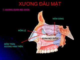 XƯƠNG ĐẦU MẶTXƯƠNG ĐẦU MẶT
7- XƯƠNG XOĂN MŨI DƯỚI:
MÕM SÀNG
MÕM LỆ
MÕM TRÁN
XƯƠNG HÀM TRÊN
XOĂN MŨI DƯỚI
 