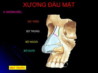 XƯƠNG ĐẦU MẶTXƯƠNG ĐẦU MẶT
8- XƯƠNG MŨI :
BỜ TRÊN
BỜ TRONG
BỜ NGOÀI
BỜ DƯỚI
MẶT TRƯỚCMẶT TRƯỚC
 