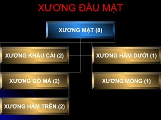 XƯƠNG ĐẦU MẶTXƯƠNG ĐẦU MẶT
XƯƠNG MẶT (8)
XƯƠNG KHẨU CÁI (2) XƯƠNG HÀM DƯỚI (1)
XƯƠNG GÒ MÁ (2) XƯƠNG MÓNG (1)
XƯƠNG HÀM TRÊN (2)
 