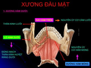 XƯƠNG ĐẦU MẶTXƯƠNG ĐẦU MẶT
1- XƯƠNG HÀM DƯỚI:
THẦN KINH LƯỠI
ĐỘNG MẠCH
THẦN KINH HUYỆT
RĂNG DƯỚI
GAI CẰM TRÊNGAI CẰM TRÊN
LỖ HÀM DƯỚILỖ HÀM DƯỚI
NGUYÊN ỦY CƠ CẰM LƯỠI
ĐƯỜNG HÀM MÓNGĐƯỜNG HÀM MÓNG
NGUYÊN ỦY
CƠ HÀM MÓNG
 