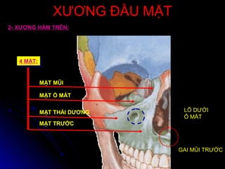 XƯƠNG ĐẦU MẶTXƯƠNG ĐẦU MẶT
2- XƯƠNG HÀM TRÊN:
4 MẶT:4 MẶT:
MẶT MŨI
MẶT Ổ MẮT
MẶT THÁI DƯƠNG
MẶT TRƯỚC
LỖ DƯỚI
Ổ MẮT
GAI MŨI TRƯỚC
 