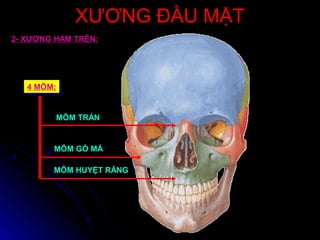 XƯƠNG ĐẦU MẶTXƯƠNG ĐẦU MẶT
2- XƯƠNG HÀM TRÊN:
4 MÕM:4 MÕM:
MÕM TRÁN
MÕM GÒ MÁ
MÕM HUYỆT RĂNG
 