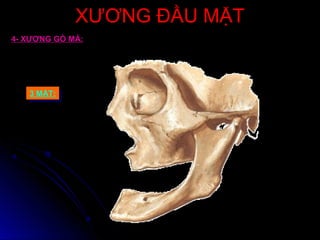 XƯƠNG ĐẦU MẶTXƯƠNG ĐẦU MẶT
4- XƯƠNG GÒ MÁ:
3 MẶT:3 MẶT:
 