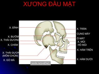 XƯƠNG ĐẦU MẶTXƯƠNG ĐẦU MẶT
NHÌN NGHIÊNG
X. ĐỈNH X. TRÁN
X. HÀM TRÊN
X. HÀM DƯỚI
X. THÁI DƯƠNG(PHẦN TRAI)
X. THÁI DƯƠNG
(MÕM CHỦM)
X. MŨI
X. GÒ MÁ
X. BƯỚM
X. CHẨM
CUNG MÀY
Ổ MẮT
HỐ MŨI
 