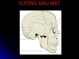 XƯƠNG ĐẦU MẶTXƯƠNG ĐẦU MẶT
 