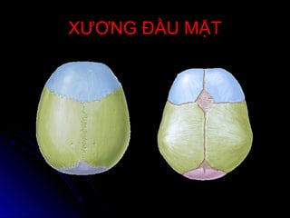 XƯƠNG ĐẦU MẶTXƯƠNG ĐẦU MẶT
 