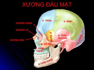 XƯƠNG ĐẦU MẶTXƯƠNG ĐẦU MẶT
X. TRÁN X. ĐỈNH
X. THÁI
DƯƠNG
X.CHẨM
X. GÒ MÁ
X. HÀM
TRÊN
X. HÀM DƯỚI
X.BƯỚM
XƯƠNG MŨI
XƯƠNG LỆ
XƯƠNG SÀNG
 