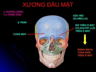 XƯƠNG ĐẦU MẶTXƯƠNG ĐẦU MẶT
1- XƯƠNG TRÁN:
1.1- PHẦN TRAI:
Ụ TRÁN
CUNG MÀY
BỜ TRÊN Ổ MẮT
CÓ KHUYẾT (LỖ)
TRÊN Ổ MẮT
GỐC MŨI
(GLABELLA)
ĐỘNG MẠCH
THẦN KINH
TRÊN Ổ MẮT
 