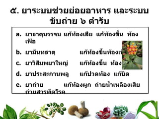 ๕ .  ยาระบบช่วยย่อยอาหาร และระบบขับถ่าย ๖ ตำรับ ยาธาตุบรรจบ แก้ท้องเสีย  แก้ท้องขึ้น  ท้องเฟ้อ ยามันทธาตุ แก้ท้องขึ้นท้องเฟ้อ ยาวิสัมพยาใหญ่ แก้ท้องขึ้น  ท้องเฟ้อ ยาประสะกานพลู แก้ปวดท้อง  แก้บิด ยาถ่าย แก้ท้องผูก  ถ่ายน้ำเหลืองเสีย  ถ่ายสารพัดโรค ยาเหลืองปิดสมุทร แก้ท้องเสีย 