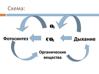 Схема: 
OO₂₂ 
ФФооттооссииннттеезз CCOO₂₂ ДДыыххааннииее 
ООррггааннииччеессккииее 
ввеещщеессттвваа 
 