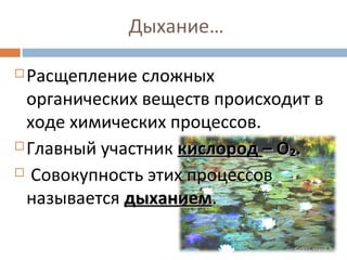 Дыхание… 
Расщепление сложных 
органических веществ происходит в 
ходе химических процессов. 
Главный участник ккииссллоорроодд –– ОО₂₂.. 
 Совокупность этих процессов 
называется ддыыххааннииеемм. 
 